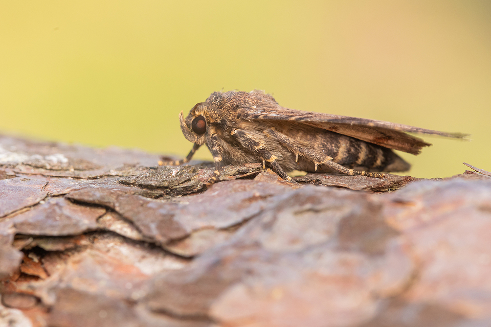 Amphipyra berbera/pyramidea