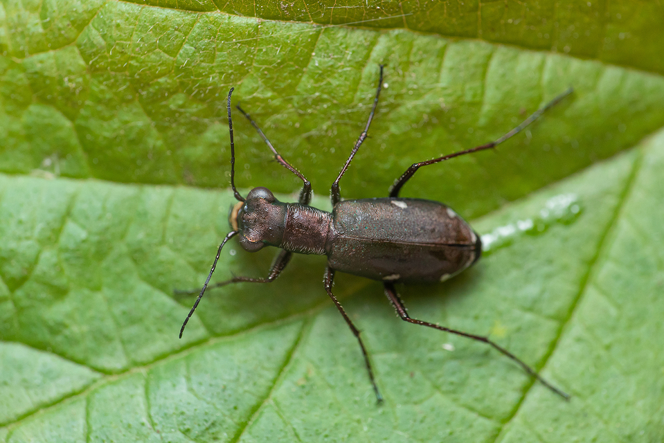 Cylindera germanica - parlagi homokfutrinka