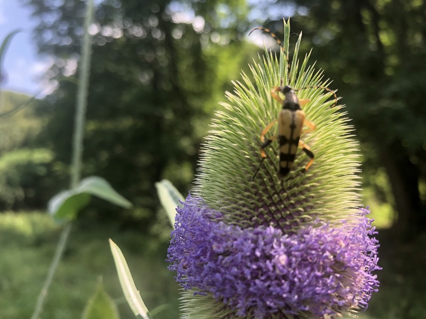 Rutpela maculata - tarkacsápú karcsúcincér