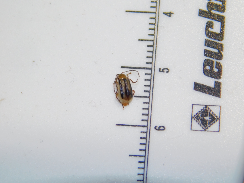 Diabrotica virgifera - amerikai kukoricabogár