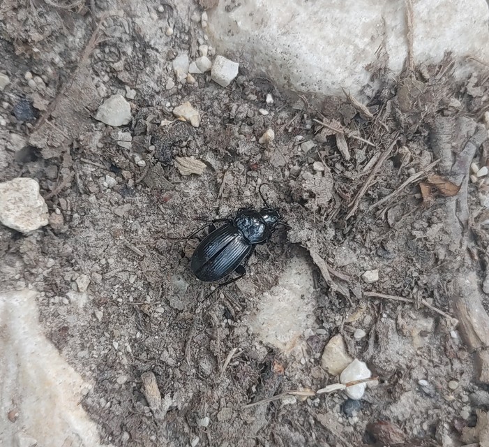 Pterostichus hungaricus - magyar gyászfutó