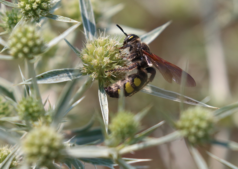 Colpa sexmaculata - hatfoltos tőrösdarázs