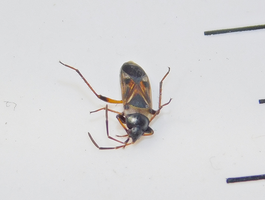 Raglius alboacuminatus - tarka díszesbodobács