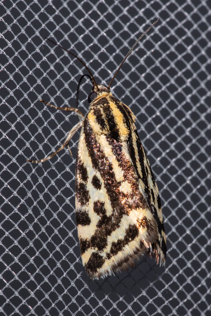 Emmelia trabealis - zebrabagoly