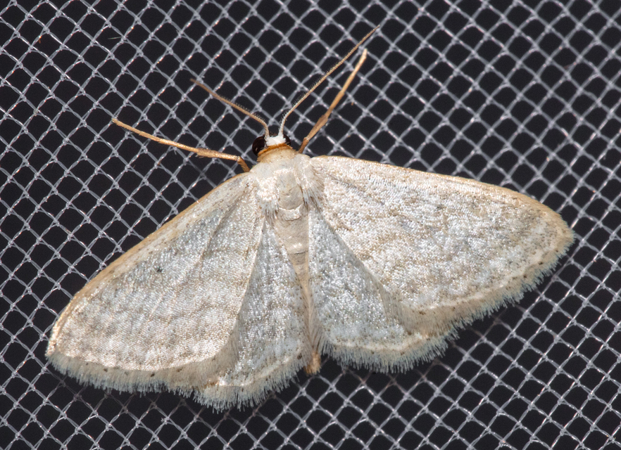 Idaea subsericeata - ötvonalas apróaraszoló