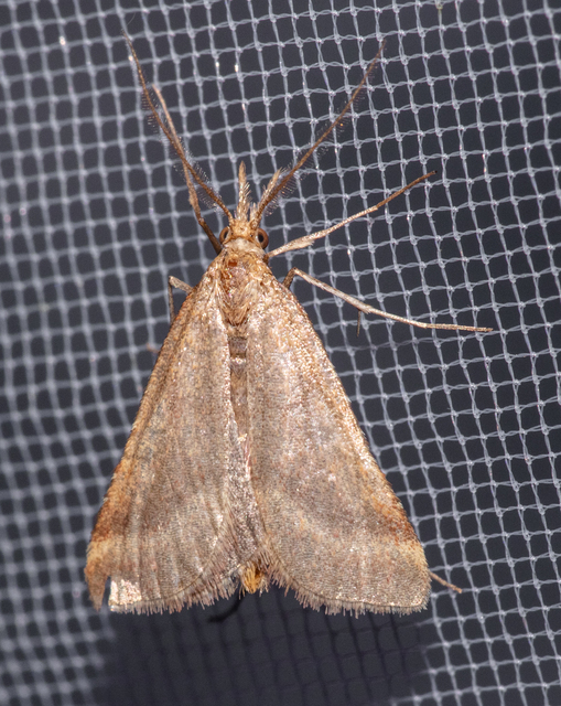 Synaphe punctalis - hosszúlábú fényilonca