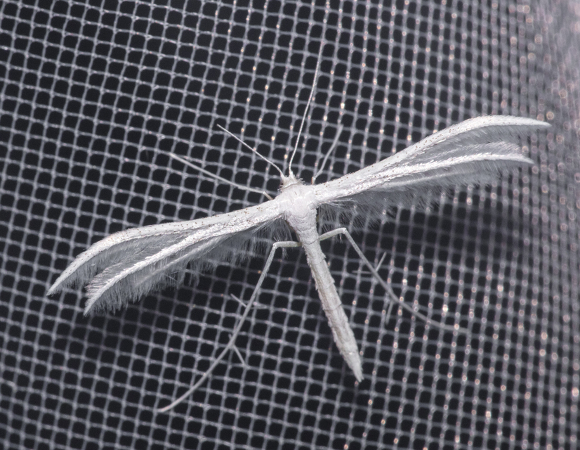 Pterophorus pentadactyla - fehér tollasmoly