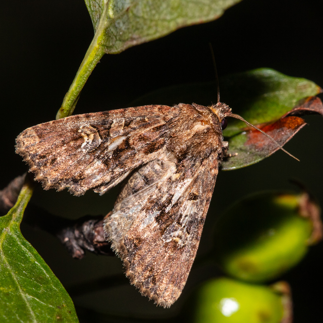 Mesapamea secalella/secalis
