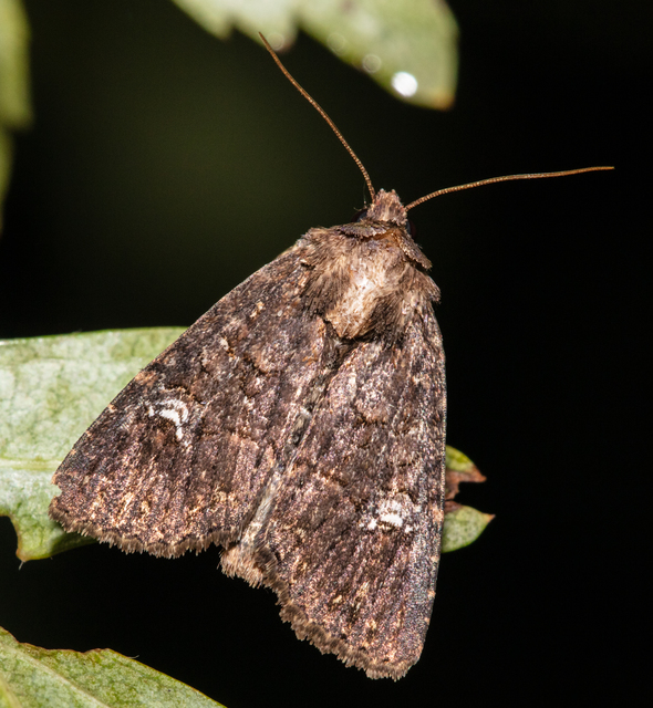 Mesapamea secalella/secalis