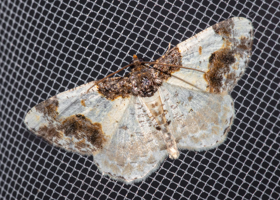 Ligdia adustata - barna levélaraszoló