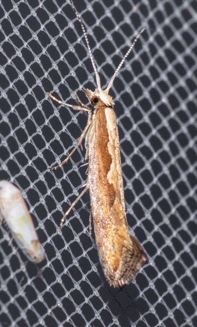 Plutella xylostella - káposztamoly