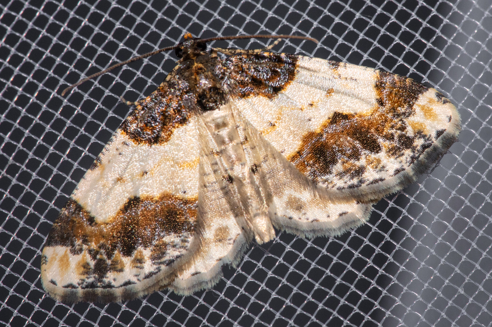Ligdia adustata - barna levélaraszoló