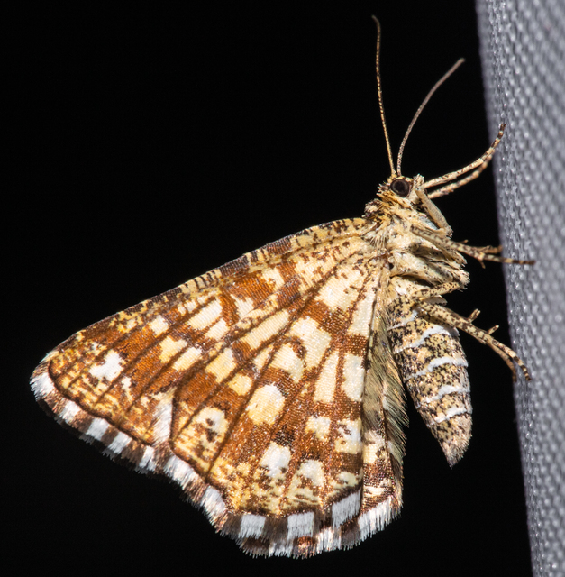 Chiasmia clathrata - rácsos rétiaraszoló