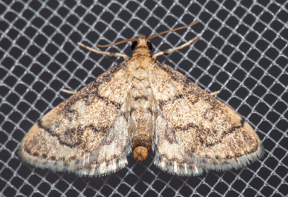 Metasia ophialis - kígyósávos tűzmoly
