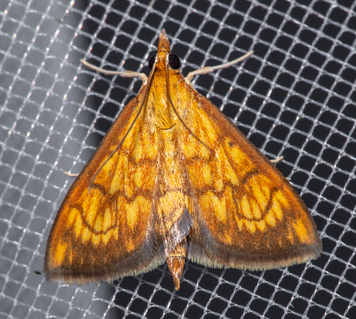 Ecpyrrhorrhoe rubiginalis - rozsdavörös tűzmoly