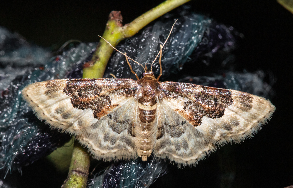 Idaea rusticata - tarka apróaraszoló