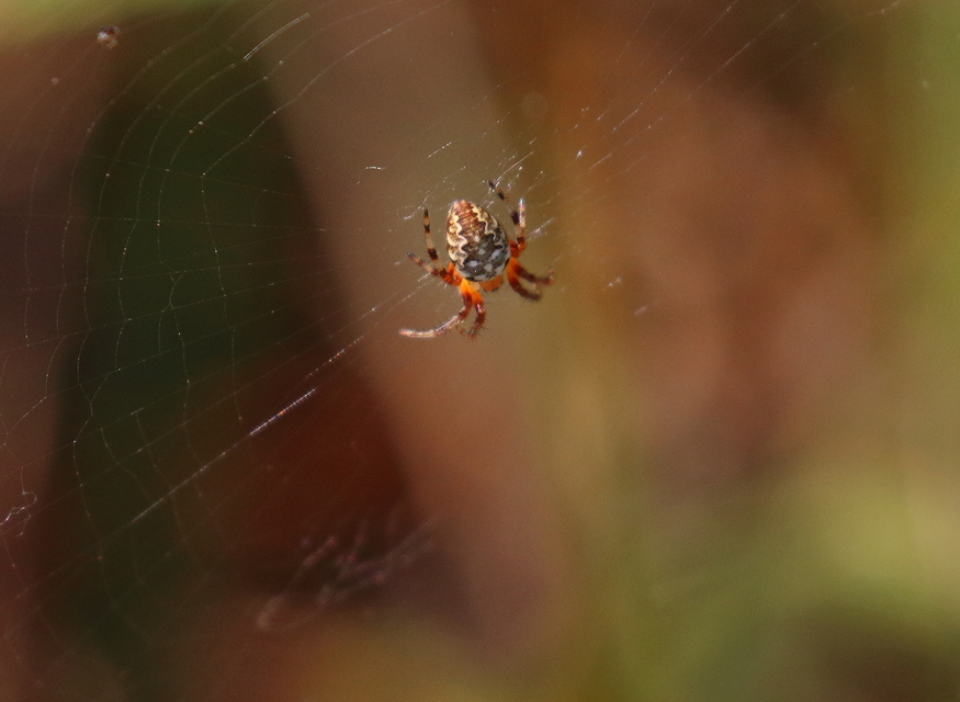 Araneus quadratus - négyes keresztespók