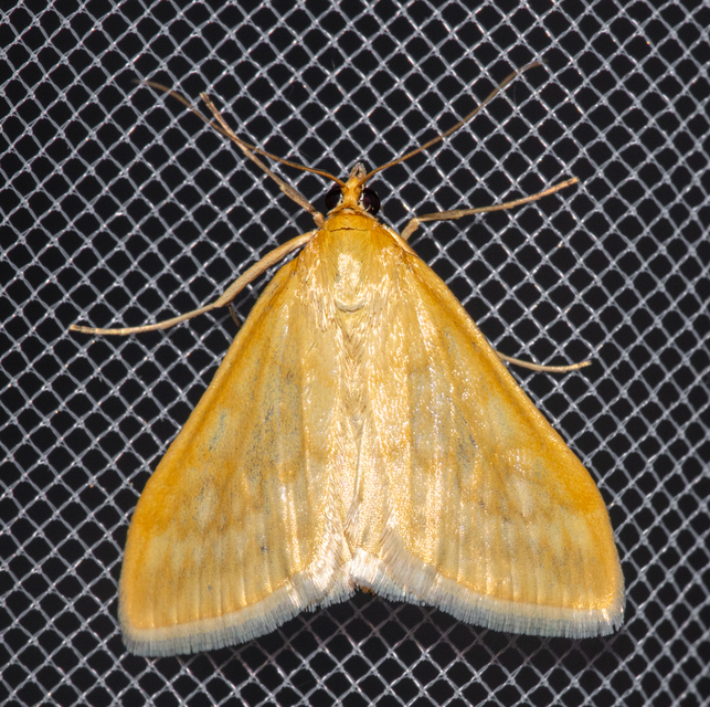 Sitochroa verticalis - világossárga dudvamoly