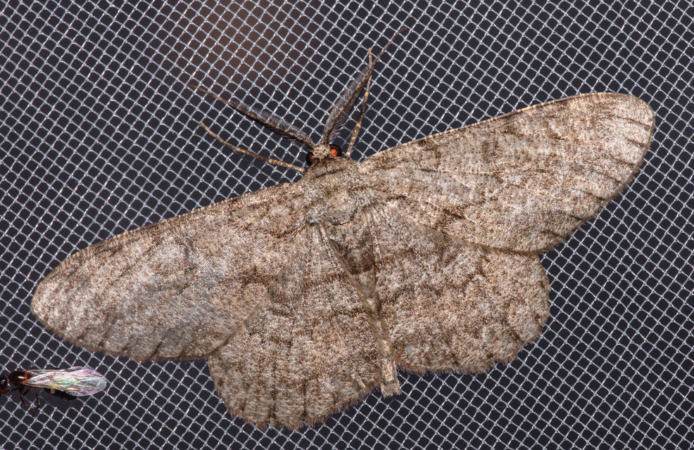 Hypomecis punctinalis - pettyes faaraszoló
