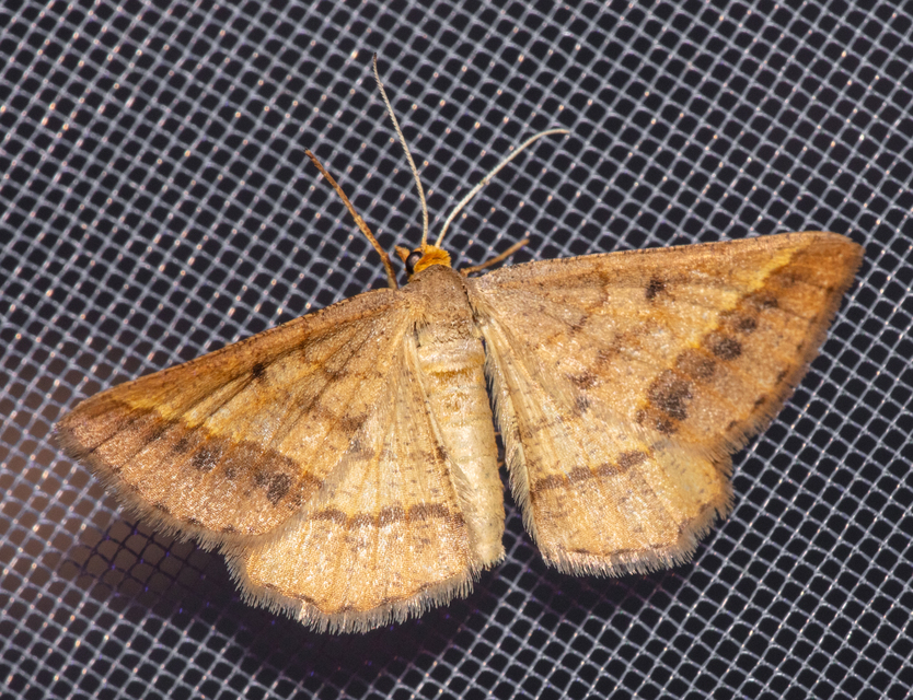 Tephrina arenacearia - lucerna-araszoló