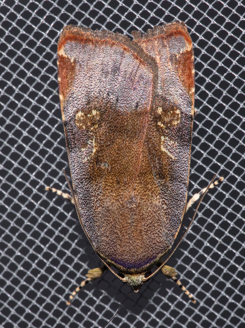 Noctua janthe/janthina