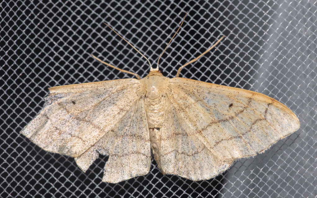 Idaea aversata - nagy sávosaraszoló