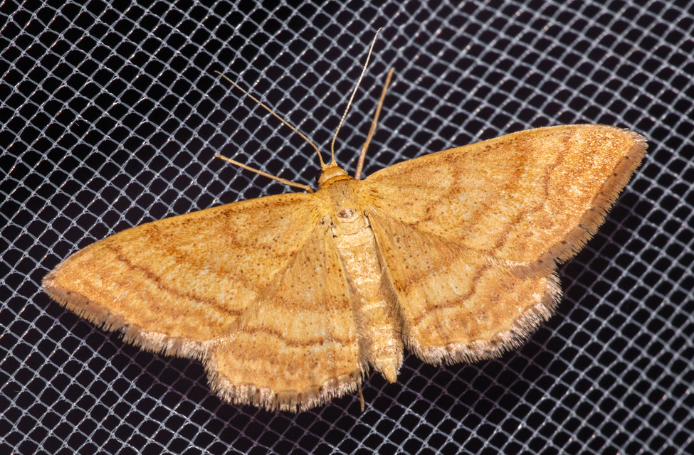 Idaea ochrata - okkerszínű sávosaraszoló