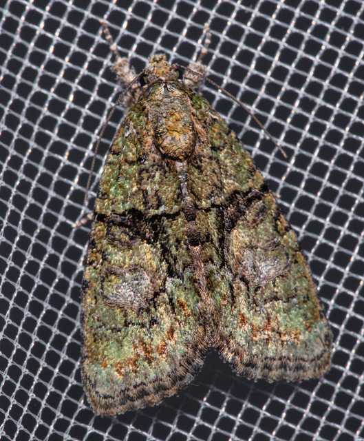 Cryphia algae - sárgászöld zuzmóbagoly