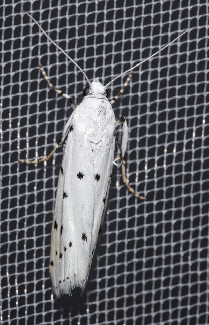 Myelois circumvoluta - pettyes karcsúmoly
