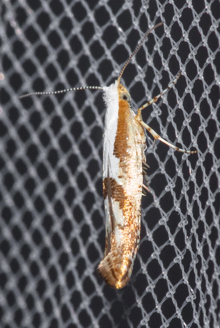Argyresthia