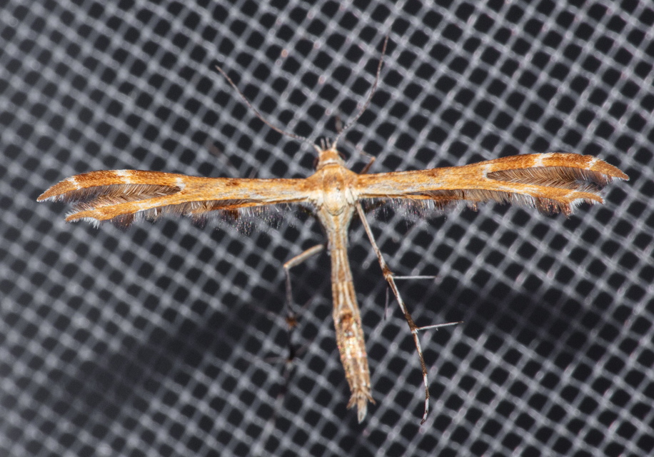 Pterophoridae - tollasmolyfélék
