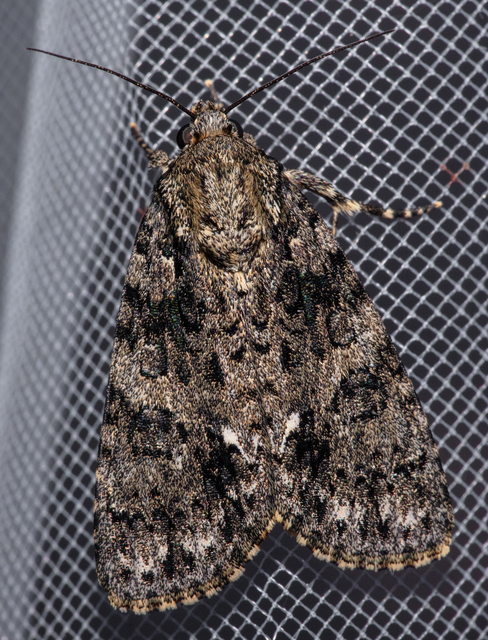 Acronicta rumicis - sóska-szigonyosbagoly
