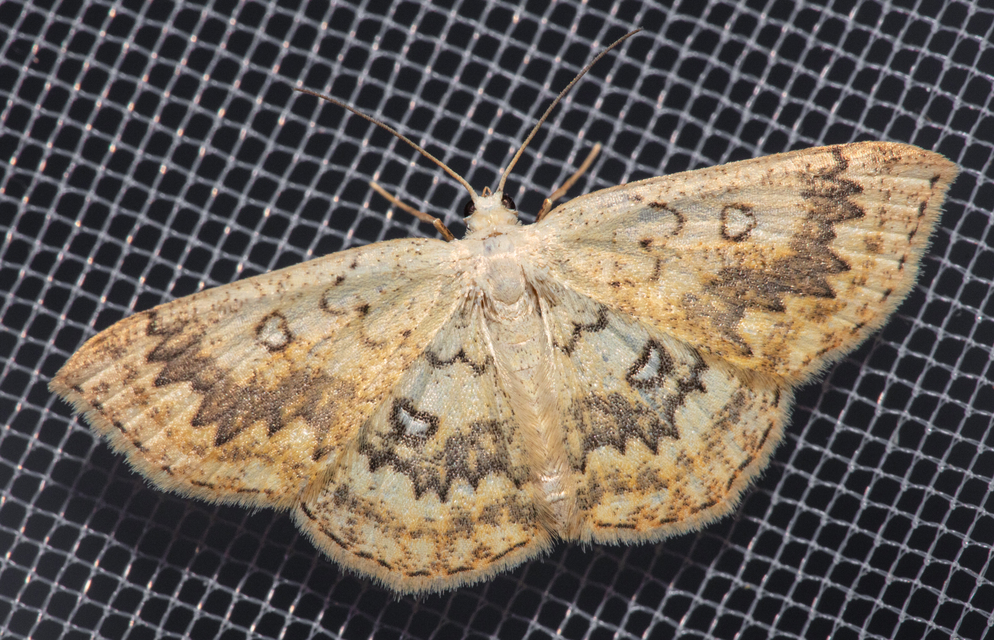 Cyclophora annularia - gyűrűs pettyesaraszoló
