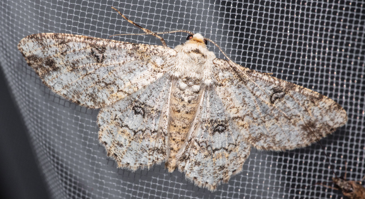 Ascotis selenaria - holdas faaraszoló