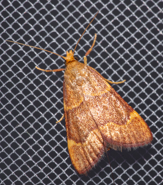 Hypsopygia