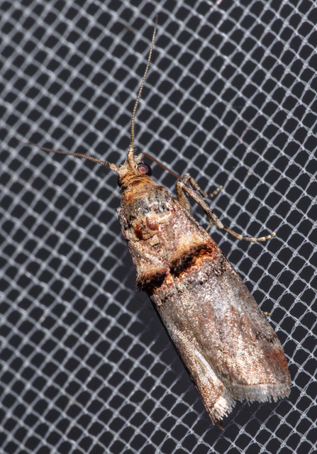 Trachonitis cristella - bokorrágó karcsúmoly