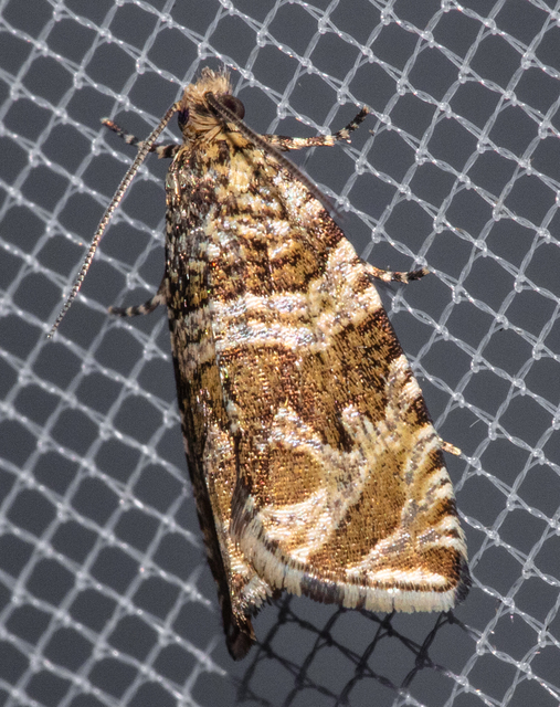 Celypha rivulana - dudvasodró tükrösmoly