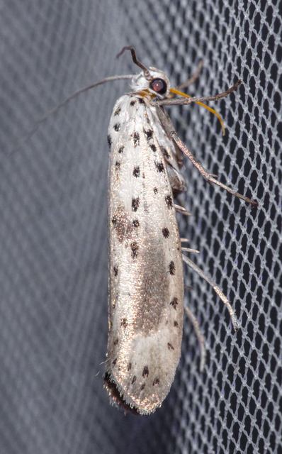 Yponomeuta irrorella - pókhálós kökénymoly