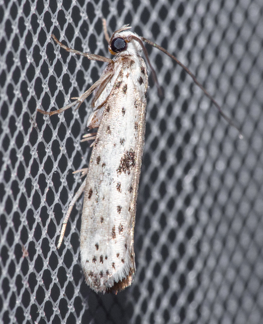 Yponomeuta plumbella - pókhálós bengemoly