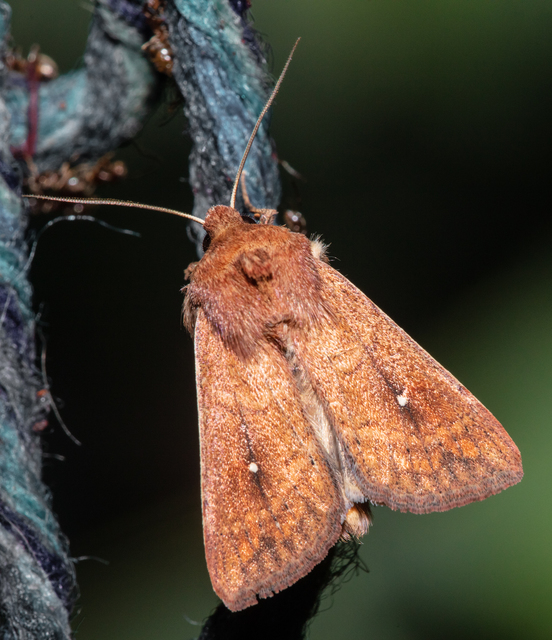 Mythimna albipuncta - fehérpettyes rétibagoly