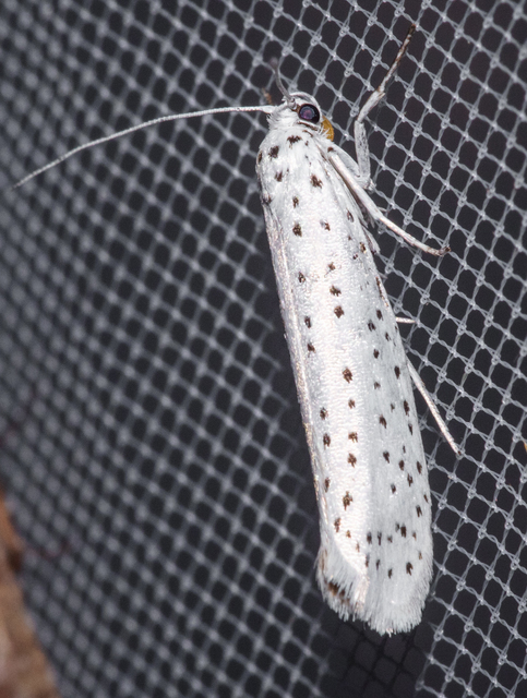 Yponomeuta evonymella - pókhálós májusfamoly