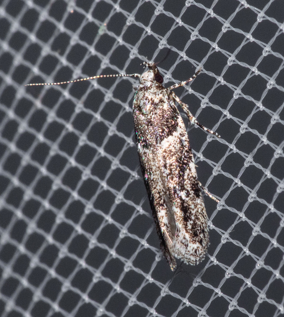 Recurvaria nanella - kis vörös-rügysodrómoly
