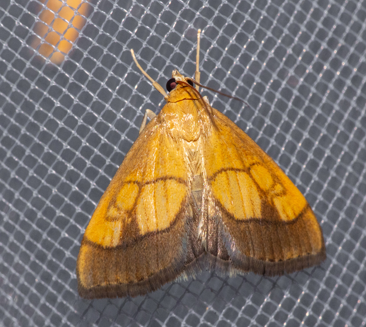 Evergestis limbata - közönséges dudvamoly