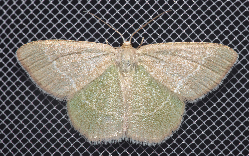 Chlorissa cloraria - sárgászöld araszoló