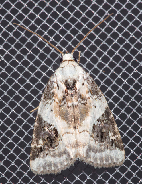 Pseudeustrotia candidula - fehéres apróbagoly