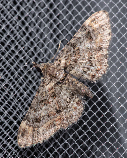 Gymnoscelis rufifasciata - vöröscsíkos törpearaszoló