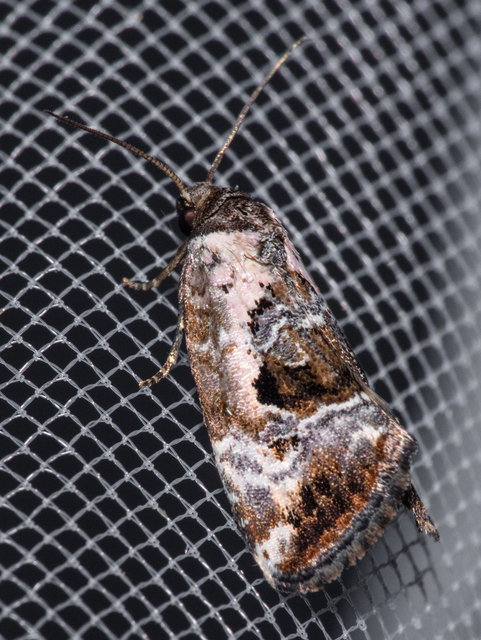 Hapalotis venustula - rózsaszínű mázasbagoly