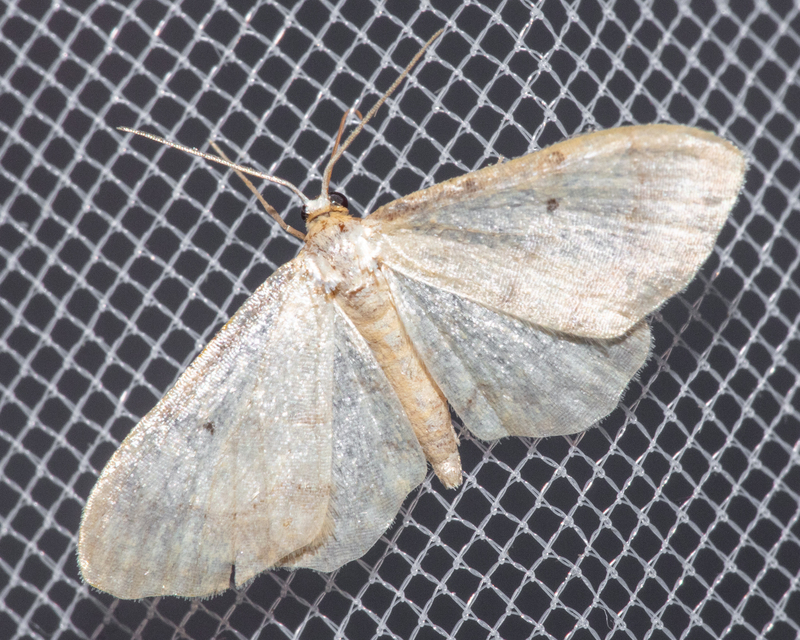 Idaea fuscovenosa - szürkeszélű apróaraszoló