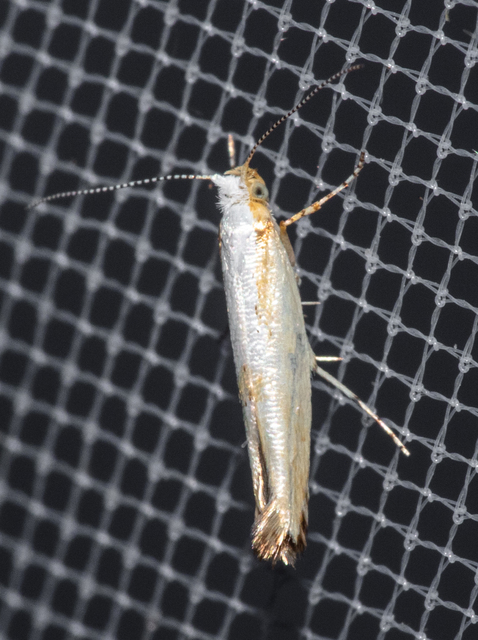 Argyresthia