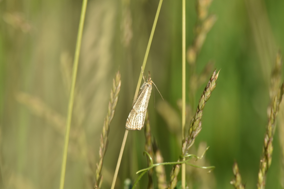 Thisanotia chrysonuchella - tavaszi fűgyökérmoly